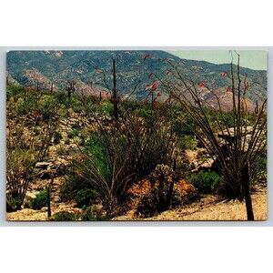 Postcard Ocotillo Cactus Dominates This Springtime Desert Scene c1950s Arizona